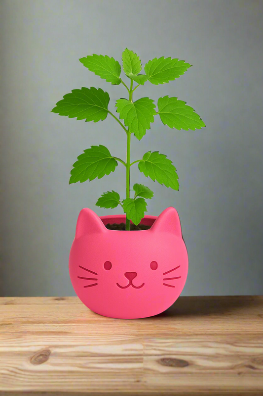 Build Your Own Cat Pot - Mini Hot Pink