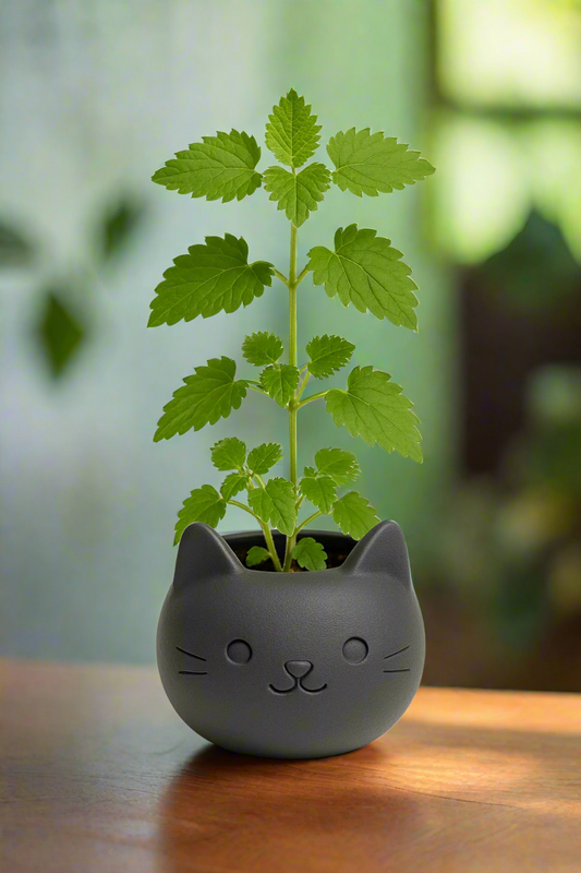 Build Your Own Cat Pot - Mini Charcoal Grey